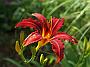 Hemerocallis Chrimson Pirat1